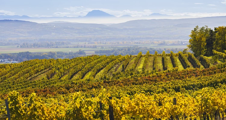 Ein Blick ins Kamptal und seine Weintradition